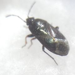 Lamprodema maura