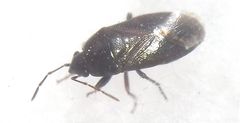 Lamprodema maura