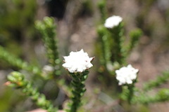 Phylica debilis debilis