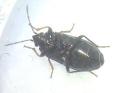 Lamprodema maura