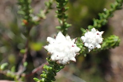 Phylica debilis debilis