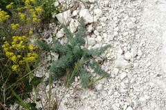 Seseli dichotomum