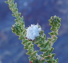 Phylica debilis debilis