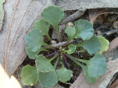 Viola cleistogamoides