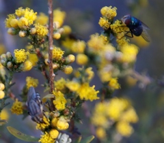 Marasmodes fasciculata
