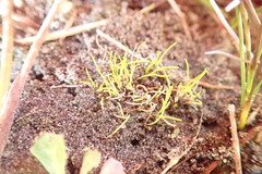 Isolepis basilaris