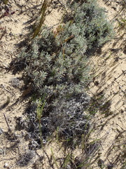 Centella tridentata litoralis