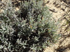 Centella tridentata litoralis