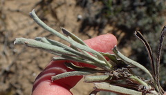 Centella tridentata litoralis