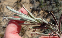 Centella tridentata litoralis
