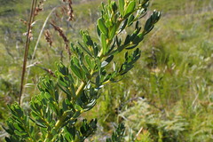 Cyclopia subternata subternata