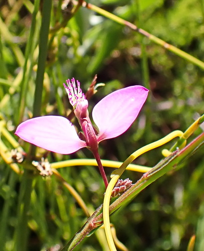 Image of Polygala refracta by no rights reserved