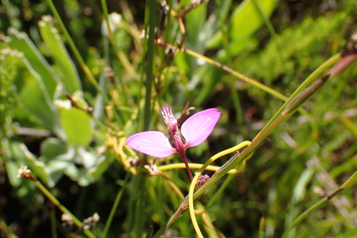 Image of Ridged Fasepea (Polygala refracta) by no rights reserved