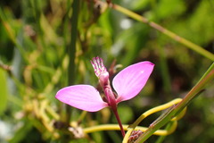 Polygala refracta