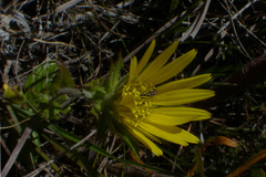 Berkheya carlinoides