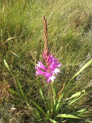 Watsonia densiflora
