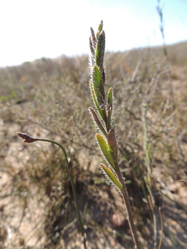 Image of Lobostemon glaber by (c) Jacques van der Merwe, some rights reserved (CC BY-SA)
