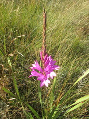 Watsonia densiflora