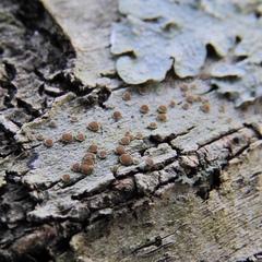 Lecanora cinereofusca