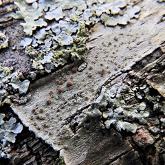Lecanora cinereofusca
