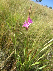 Watsonia densiflora