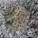 Pyrenula pseudobufonia - Photo (c) Rob Curtis, algunos derechos reservados (CC BY-NC-SA), subido por Rob Curtis