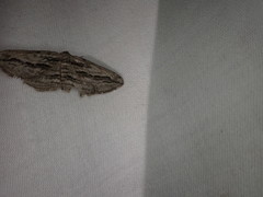 Ecleora solieraria