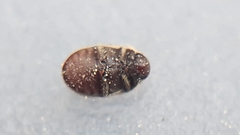 Stagetus