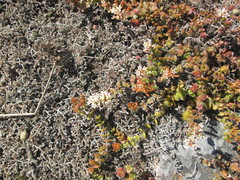 Crassula obovata
