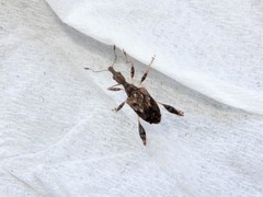 Stephanorhynchus lawsoni