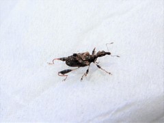 Stephanorhynchus lawsoni