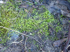 Catagonium nitens maritimum