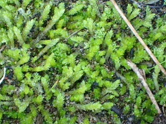 Catagonium nitens maritimum