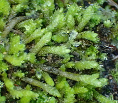 Catagonium nitens maritimum