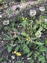 Taraxacum mongolicum