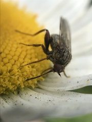 Empis femorata