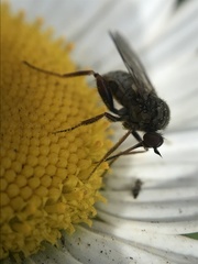 Empis femorata