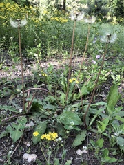Taraxacum mongolicum