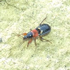 Prostemma sanguineum