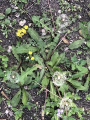 Taraxacum mongolicum