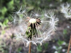 Taraxacum mongolicum