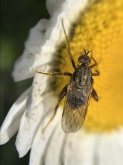 Empis femorata