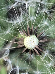 Taraxacum mongolicum