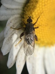 Empis femorata