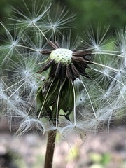 Taraxacum mongolicum
