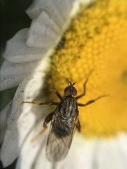 Empis femorata