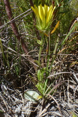 Berkheya carlinoides