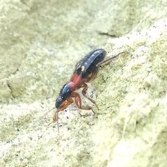 Prostemma sanguineum