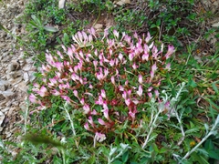 Trifolium uniflorum