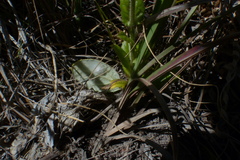 Berkheya carlinoides